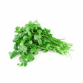 CILANTRO BUNCH