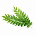 CURRY LEAVES