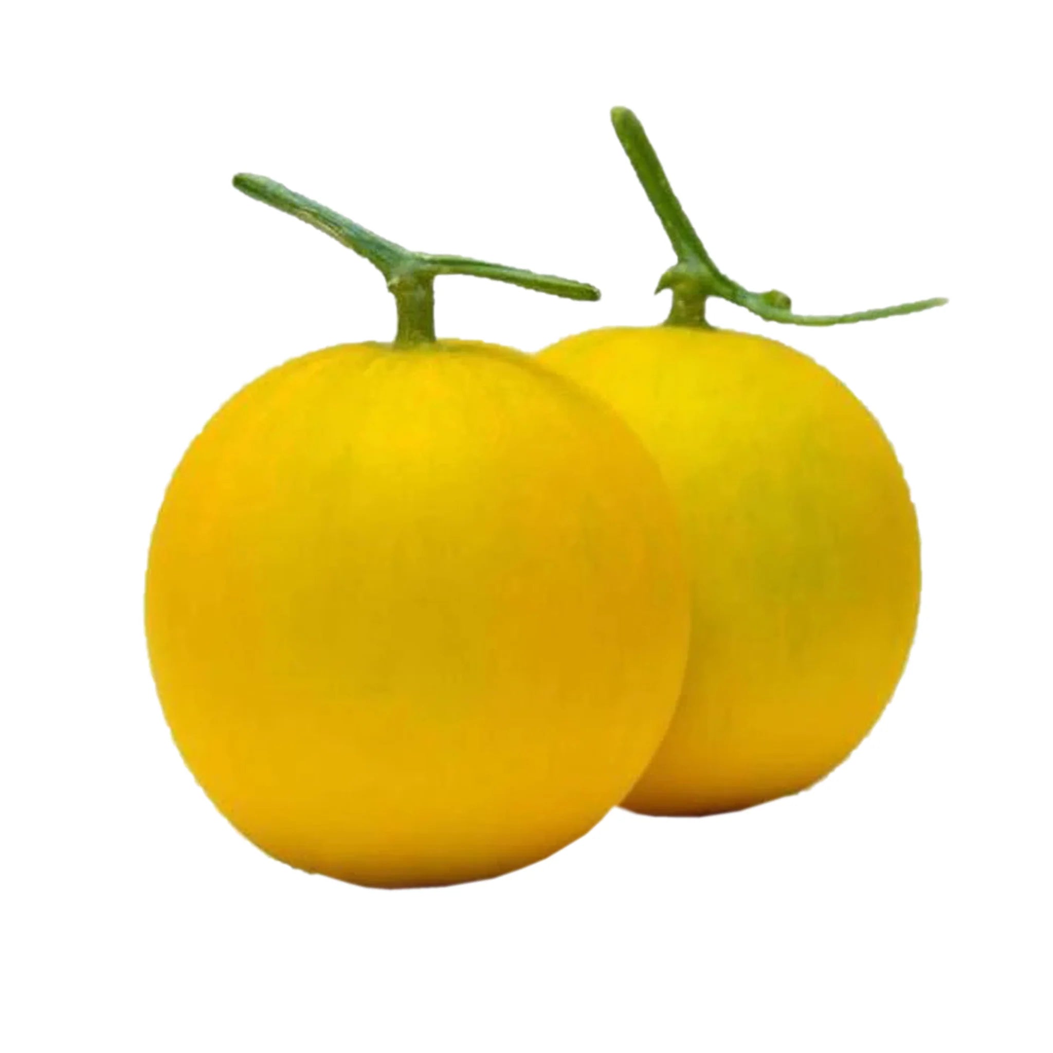 DOSAKAYA