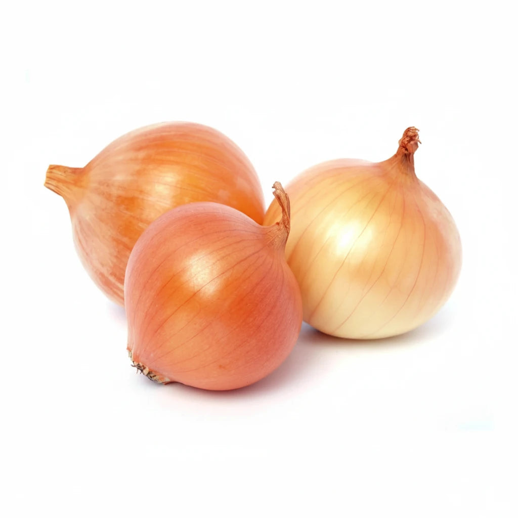 YELLOW ONION MEDIUM