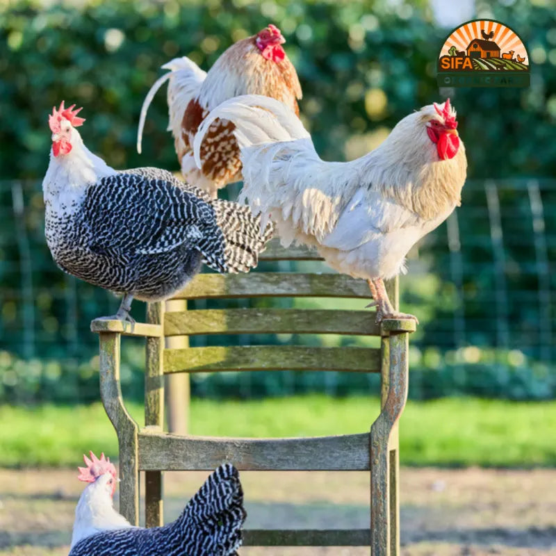 Whole Rooster Chicken ~(3.9 - 5.6)LB