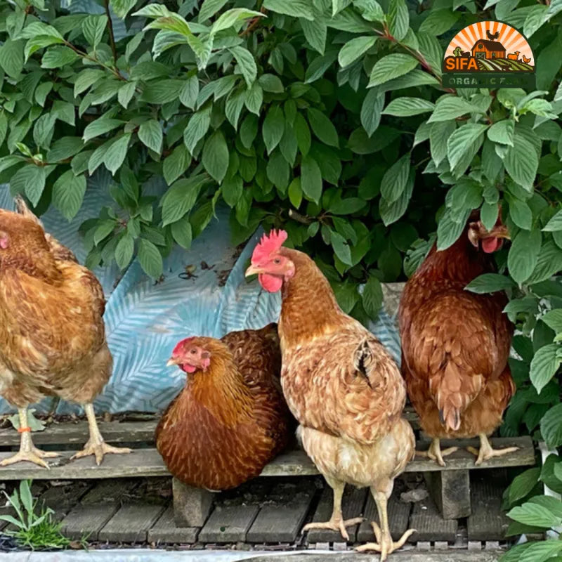 Whole Native Red Chicken ~(2.5 - 3.5)LB